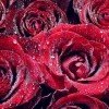 Roses Wallpaper